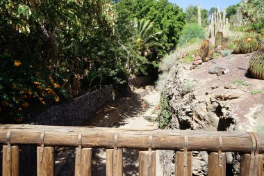 Kasım ayında güzel bitkilerle botanik bahçesi manzarası. Vaha Fuerteventura, La Lajita, Las Palmas, İspanya 