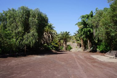 Kasım ayında güzel bitkilerle botanik bahçesi manzarası. Vaha Fuerteventura, La Lajita, Las Palmas, İspanya 