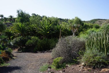 Kasım ayında güzel bitkilerle botanik bahçesi manzarası. Vaha Fuerteventura, La Lajita, Las Palmas, İspanya 