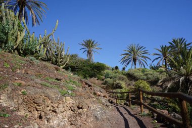 Kasım ayında güzel bitkilerle botanik bahçesi manzarası. Vaha Fuerteventura, La Lajita, Las Palmas, İspanya 