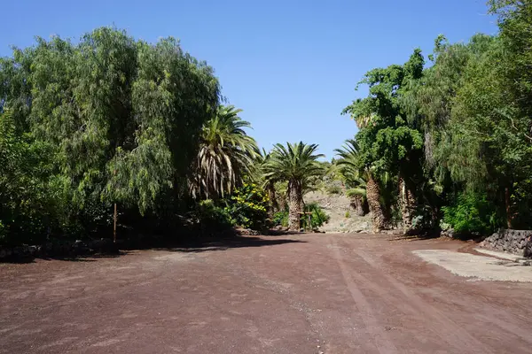 stock image View of the botanical garden with beautiful plants in November. Oasis Wildlife Fuerteventura, La Lajita, Las Palmas, Spain 