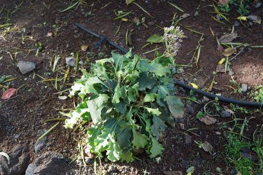 Limonyum burjuvalar Kasım ayında mor çiçeklerle çiçek açarlar. Limonyum bourgeaui, Plumbaginaceae familyasından Kanarya Adaları 'ndaki Lanzarote ve Fuerteventura adalarına ait bir bitki türü. Vaha Vahşi Yaşam Fuerteventura, Las Palmas, İspanya. 