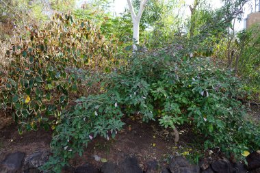 Vitex trifolia kasım ayında çiçek açar. Vitex trifolia, basit köhne köşe, büyük bir kıyı çalısıdır. Bireysel çiçeklerin mor ile mor arası vardır, iki dudaklı korollalar yaklaşık 5 mm uzunluğundadır. Vaha Vahşi Yaşam Fuerteventura, Las Palmas, İspanya.