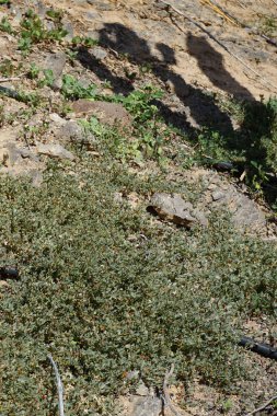 Atriplex semibaccata grows in November. Atriplex semibaccata, Australian saltbush, berry saltbush, or creeping saltbush, is a species of flowering plant in the family Amaranthaceae. Oasis Wildlife Fuerteventura, Las Palmas, Spain. clipart