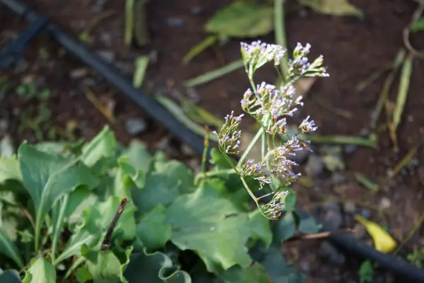 stock image Limonium bourgeaui blooms with violet flowers in November. Limonium bourgeaui is a species of flowering plant in the family Plumbaginaceae, native to Lanzarote and Fuerteventura in the Canary Islands. Oasis Wildlife Fuerteventura, Las Palmas, Spain. 