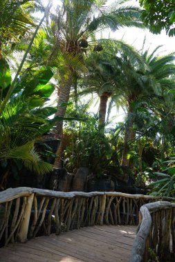 Botanik bahçesindeki ahşap köprü manzarası ve Kasım ayındaki güzel bitki örtüsü. Vaha Vahşi Yaşam Fuerteventura, Las Palmas, İspanya.