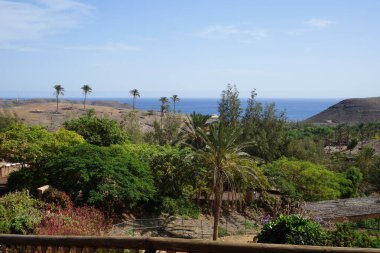 Kasım ayında güzel bir bitki örtüsüyle botanik bahçesinden Atlantik Okyanusu manzarası. Vaha Vahşi Yaşam Fuerteventura, Las Palmas, İspanya.