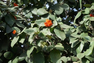 Kasım ayında Cordia sebestena portakal çiçekleriyle çiçek açar. Cordia sebestena, Boraginaceae familyasından Boraginaceae familyasından bir çalılıktır. Vaha Vahşi Yaşam Fuerteventura, Las Palmas, İspanya. 