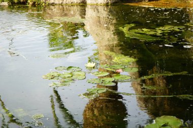 Nymphaea mexicana blooms with yellow flowers in a pond in November. Nymphaea mexicana, yellow water lily, Mexican water lily and banana water lily, is a species of aquatic plant. Oasis Wildlife Fuerteventura, Las Palmas, Spain.  clipart