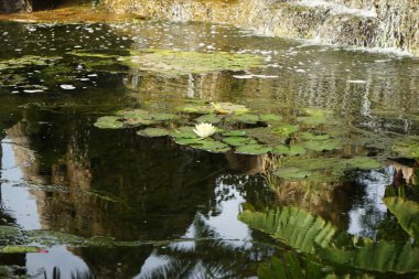 Nymphaea mexicana, Kasım ayında gölette sarı çiçeklerle açar. Nymphaea mexicana, zambakgiller (Felidae) familyasından bir nilya türü. Vaha Vahşi Yaşam Fuerteventura, Las Palmas, İspanya. 