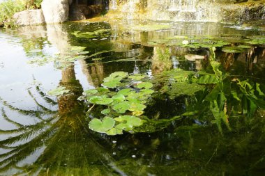Nymphaea mexicana, Kasım ayında gölette sarı çiçeklerle açar. Nymphaea mexicana, zambakgiller (Felidae) familyasından bir nilya türü. Vaha Vahşi Yaşam Fuerteventura, Las Palmas, İspanya. 