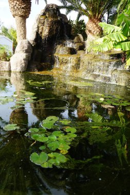 Nymphaea mexicana, Kasım ayında gölette sarı çiçeklerle açar. Nymphaea mexicana, zambakgiller (Felidae) familyasından bir nilya türü. Vaha Vahşi Yaşam Fuerteventura, Las Palmas, İspanya. 