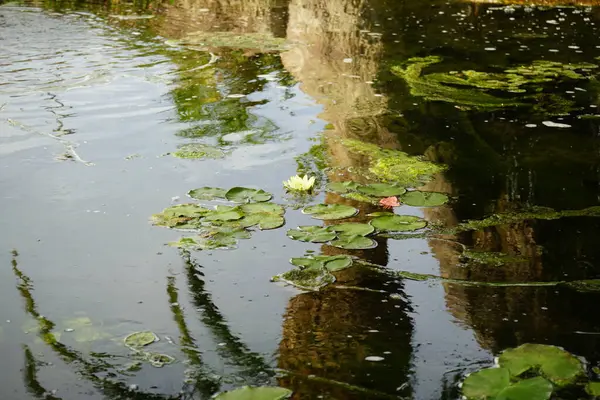 stock image Nymphaea mexicana blooms with yellow flowers in a pond in November. Nymphaea mexicana, yellow water lily, Mexican water lily and banana water lily, is a species of aquatic plant. Oasis Wildlife Fuerteventura, Las Palmas, Spain. 