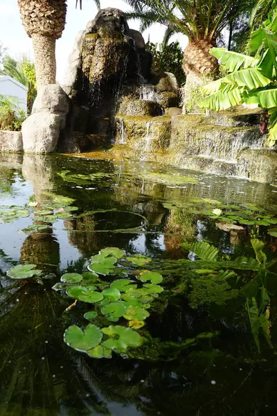 Stock image Nymphaea mexicana blooms with yellow flowers in a pond in November. Nymphaea mexicana, yellow water lily, Mexican water lily and banana water lily, is a species of aquatic plant. Oasis Wildlife Fuerteventura, Las Palmas, Spain. 