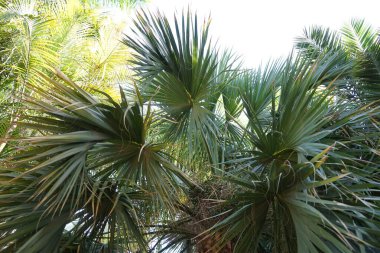 Sabal minör Kasım 'da büyür. Sabal minor, yaygın olarak cüce palmetosu olarak bilinen küçük bir palmiye türüdür. Vaha Vahşi Yaşam Fuerteventura, Las Palmas, İspanya. 