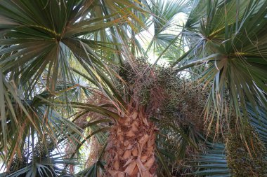 Sabal minör Kasım 'da büyür. Sabal minor, yaygın olarak cüce palmetosu olarak bilinen küçük bir palmiye türüdür. Vaha Vahşi Yaşam Fuerteventura, Las Palmas, İspanya. 