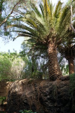 Phoenix kanaryası Kasım 'da büyüyor. Phoenix kanaryası, palmiye palmiyesi veya ananas palmiyesi palmiyesi, palmiye familyasından bir bitki türüdür. Vaha Vahşi Yaşam Fuerteventura, Las Palmas, İspanya.