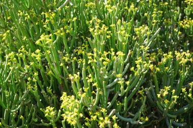 Kasım ayında öforbi aphylla sarı çiçeklerle çiçek açar. Euphorbia aphylla, Euphorbiaceae familyasından bir bitki türü. Kanarya Adaları 'na özgüdür. Vaha Vahşi Yaşam Fuerteventura, Las Palmas, İspanya.