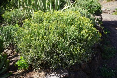 Kasım ayında öforbi aphylla sarı çiçeklerle çiçek açar. Euphorbia aphylla, Euphorbiaceae familyasından bir bitki türü. Kanarya Adaları 'na özgüdür. Vaha Vahşi Yaşam Fuerteventura, Las Palmas, İspanya.