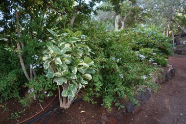 Pseuderthemum maculatum, Plumbago auriculata çalılarının arka planında mavi çiçeklerle yetişir. Pseuderthemum maculatum, Acanthaceae familyasından bir bitki türü. Vaha Vahşi Yaşam Fuerteventura, Las Palmas, İspanya. 