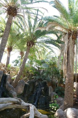 Driftwood, Kasım ayında güzel bitki örtüsü Fuerteventura, La Lajita, Las Palmas, İspanya 'da bulunan güzel bitki örtüsü Oasis Wildlife ile pitoresk bir parkta şelale ile bir gölet süsler.. 