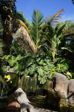 Driftwood, Kasım ayında güzel bitki örtüsü Fuerteventura, La Lajita, Las Palmas, İspanya 'da bulunan güzel bitki örtüsü Oasis Wildlife ile pitoresk bir parkta şelale ile bir gölet süsler.. 