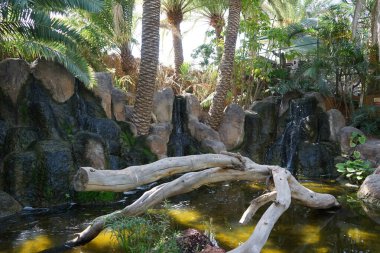 Driftwood, Kasım ayında güzel bitki örtüsü Fuerteventura, La Lajita, Las Palmas, İspanya 'da bulunan güzel bitki örtüsü Oasis Wildlife ile pitoresk bir parkta şelale ile bir gölet süsler.. 