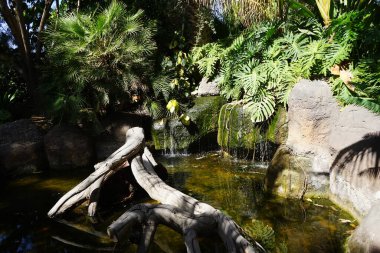 Driftwood, Kasım ayında güzel bitki örtüsü Fuerteventura, La Lajita, Las Palmas, İspanya 'da bulunan güzel bitki örtüsü Oasis Wildlife ile pitoresk bir parkta şelale ile bir gölet süsler.. 