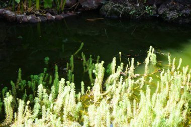 Kasım ayında gölette büyüyen Myriophyllum aquaticum. Myriophyllum aquaticum, papağan tüyü ve papağan tüyü olarak da bilinen çiçek açan bir diottur. Vaha Fuerteventura, La Lajita, Las Palmas, İspanya. 