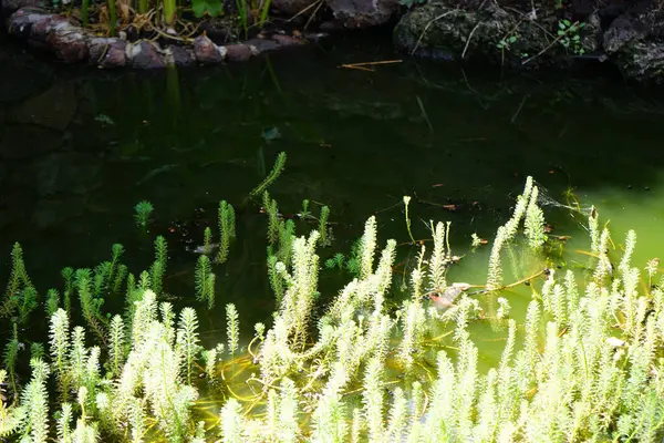 Kasım ayında gölette büyüyen Myriophyllum aquaticum. Myriophyllum aquaticum, papağan tüyü ve papağan tüyü olarak da bilinen çiçek açan bir diottur. Vaha Fuerteventura, La Lajita, Las Palmas, İspanya. 