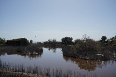 Kasım ayında Oasis Vahşi Yaşam Fuerteventura, Las Palmas, İspanya 'da güzel bir bitki örtüsü bulunan bir gölet bulunmaktadır..  