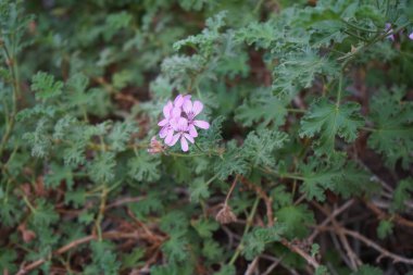 Pelargonium Capatum Kasım ayında mor çiçeklerle çiçek açar. Pelargonium capitatum, Geraniaceae familyasından gül sardunyası veya gül kokulu pelargonyum olarak bilinen birkaç türden biridir. Vaha Fuerteventura, La Lajita, Las Palmas, İspanya.