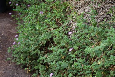 Pelargonium Capatum Kasım ayında mor çiçeklerle çiçek açar. Pelargonium capitatum, Geraniaceae familyasından gül sardunyası veya gül kokulu pelargonyum olarak bilinen birkaç türden biridir. Vaha Fuerteventura, La Lajita, Las Palmas, İspanya.