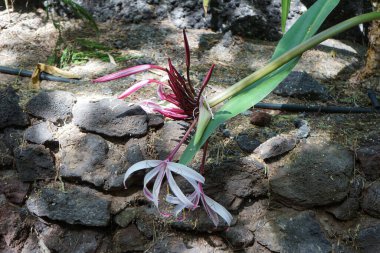 Dev Örümcek Lily, Crinum Amabile, kasım ayında çiçek açar. Crinum, yapraksız kökler üzerinde geniş gösterişli çiçekleri olan ve soğanlardan oluşan uzun ömürlü bitki cinsi bir bitki türüdür. La Lajita, Las Palmas, İspanya