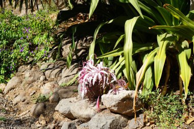 Dev Örümcek Lily, Crinum Amabile, kasım ayında çiçek açar. Crinum, yapraksız kökler üzerinde geniş gösterişli çiçekleri olan ve soğanlardan oluşan uzun ömürlü bitki cinsi bir bitki türüdür. La Lajita, Las Palmas, İspanya