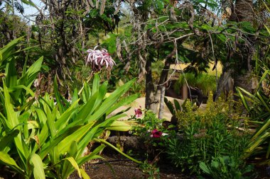 Dev Örümcek Lily, Crinum Amabile, kasım ayında çiçek açar. Crinum, yapraksız kökler üzerinde geniş gösterişli çiçekleri olan ve soğanlardan oluşan uzun ömürlü bitki cinsi bir bitki türüdür. La Lajita, Las Palmas, İspanya