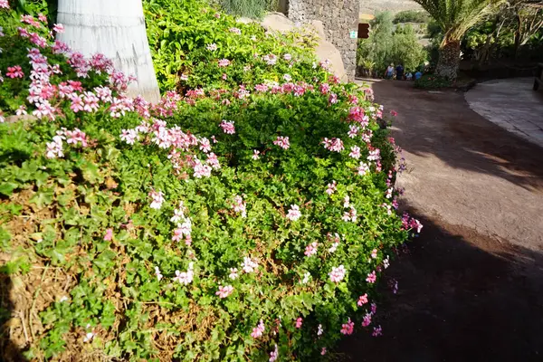 stock image Pelargonium peltatum flowers bloom in November. Pelargonium peltatum is a species of plant of the genus Pelargonium, in the cranesbill family Geraniaceae. Oasis Wildlife Fuerteventura, La Lajita, Las Palmas, Spain. 