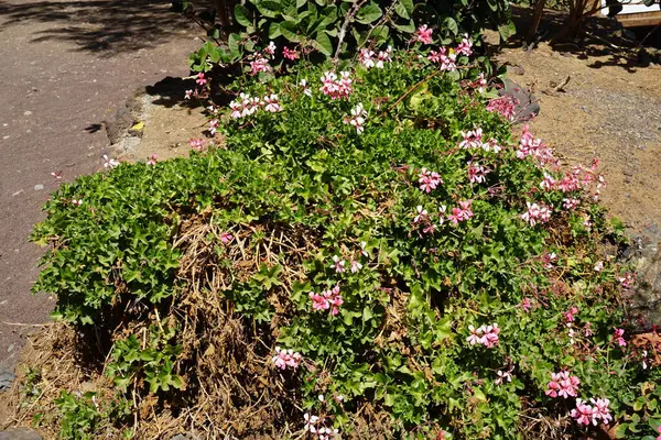 stock image Pelargonium peltatum flowers bloom in November. Pelargonium peltatum is a species of plant of the genus Pelargonium, in the cranesbill family Geraniaceae. Oasis Wildlife Fuerteventura, La Lajita, Las Palmas, Spain. 