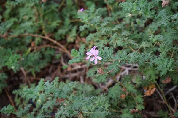 stock image Pelargonium capitatum blooms with purple flowers in November. Pelargonium capitatum is one of several species, known as rose geranium or rose-scented pelargonium in the family Geraniaceae. Oasis Wildlife Fuerteventura, La Lajita, Las Palmas, Spain.