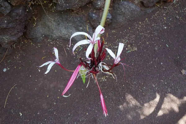 stock image Giant Spider Lily, Crinum amabile, blooms in November. Crinum is a genus species of perennial plants that have large showy flowers on leafless stems, and develop from bulbs. La Lajita, Las Palmas, Spain