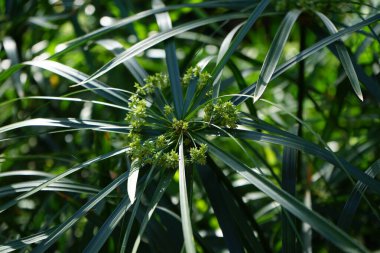 Cyperus alternifolius Kasım ayında büyür. Cyperus alternifolius, sedge familyasından Cyperus familyasından bir bitki türü olan Cyperaceae familyasından bir bitki türü. Vaha Vahşi Yaşam Fuerteventura, La Lajita, İspanya. 