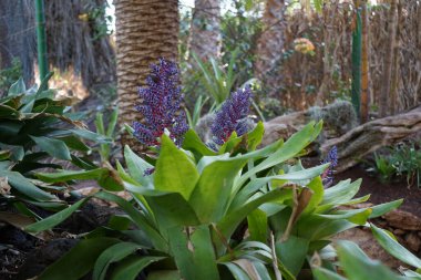 Aechmea fendleri Kasım 'da çiçek açar. Aechmea fendleri, Aechmea familyasından bir kuş türü. Vaha Vahşi Yaşam Fuerteventura, La Lajita, İspanya. 