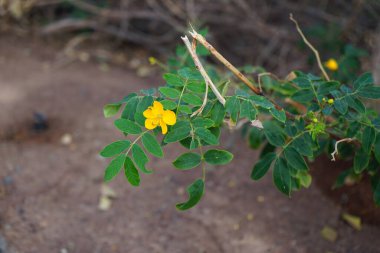 Senna occidentalis kasım ayında çiçek açar. Senna occidentalis, Fabaceae familyasından bir bitki türüdür. Vaha Vahşi Yaşam Fuerteventura, La Lajita, İspanya. 