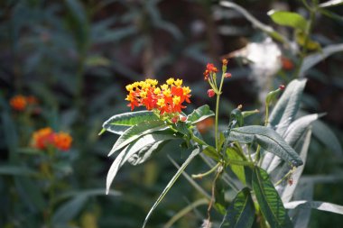 Asclepias curassavica blooms in November. Asclepias curassavica, tropical milkweed, bloodflower or blood flower, cotton bush, is a flowering plant species of the milkweed genus, Asclepias. Oasis Wildlife Fuerteventura, La Lajita, Spain. clipart