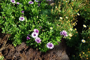 Dimorphotheca fruticosa and Argyranthemum haouarytheum bloom in November. Dimorphotheca fruticosa, trailing African daisy, Osteospermum fruticosum, is a species of perennial herb in the family Asteraceae. Oasis Wildlife Fuerteventura, La Lajita.  clipart