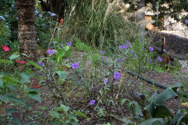 Ruellia Simplex Kasım ayında mor çiçeklerle çiçek açar. Ruellia simplex, Meksika petunyası, Meksika 'nın BlueBell veya Britton' un vahşi petunyası, çiçekli bir bitki türüdür. Vaha Vahşi Yaşam Fuerteventura, La Lajita, İspanya.  