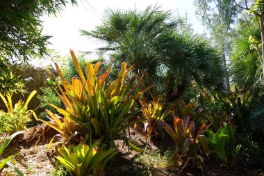 Aechmea blanchetiana Kasım 'da büyür. Aechmea blanchetiana, Bromeliaceae familyasından bir bromeliad türüdür. Vaha Vahşi Yaşam Fuerteventura, La Lajita, İspanya.  