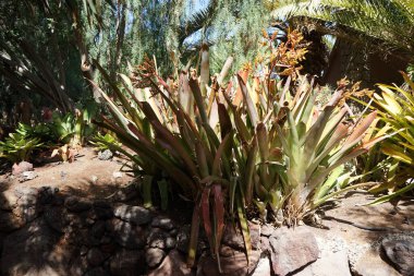 Aechmea blanchetiana Kasım 'da büyür. Aechmea blanchetiana, Bromeliaceae familyasından bir bromeliad türüdür. Vaha Vahşi Yaşam Fuerteventura, La Lajita, İspanya.  