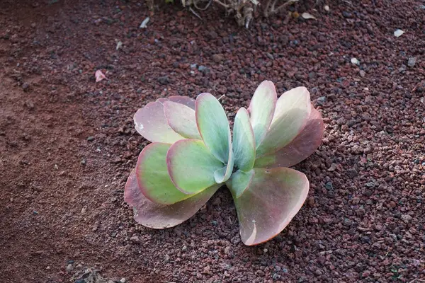 Kalanchoe tetraphylla Kasım 'da büyür. Kalanchoe thyrsiflora, kürek bitkisi, gözleme, çöl lahanası, beyaz kadın, geelplakkie, meelplakkie, veya plakkie, çiçekli bir bitki türüdür. Vaha Vahşi Yaşam Fuerteventura, La Lajita, İspanya.
