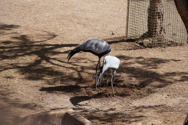 Mavi turna Grus paradisea ve gıdıklanan turna kuşu Grus carunculata Kasım ayında yerde yiyecek ararlar. Turnalar, Gruidae familyasından uzun bacaklı ve boyunlu bir kuş türüdür. Vaha Vahşi Yaşam Fuerteventura, La Lajita, İspanya.  